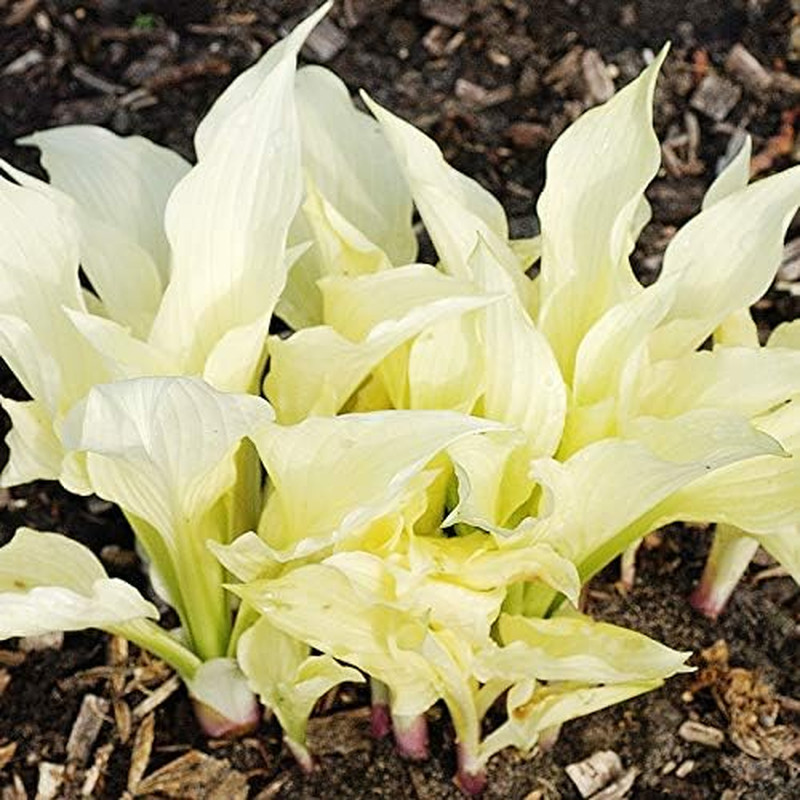 White Feather Hosta Flower Root - Attracts Butterflies and Hummingbirds - Grows gallery