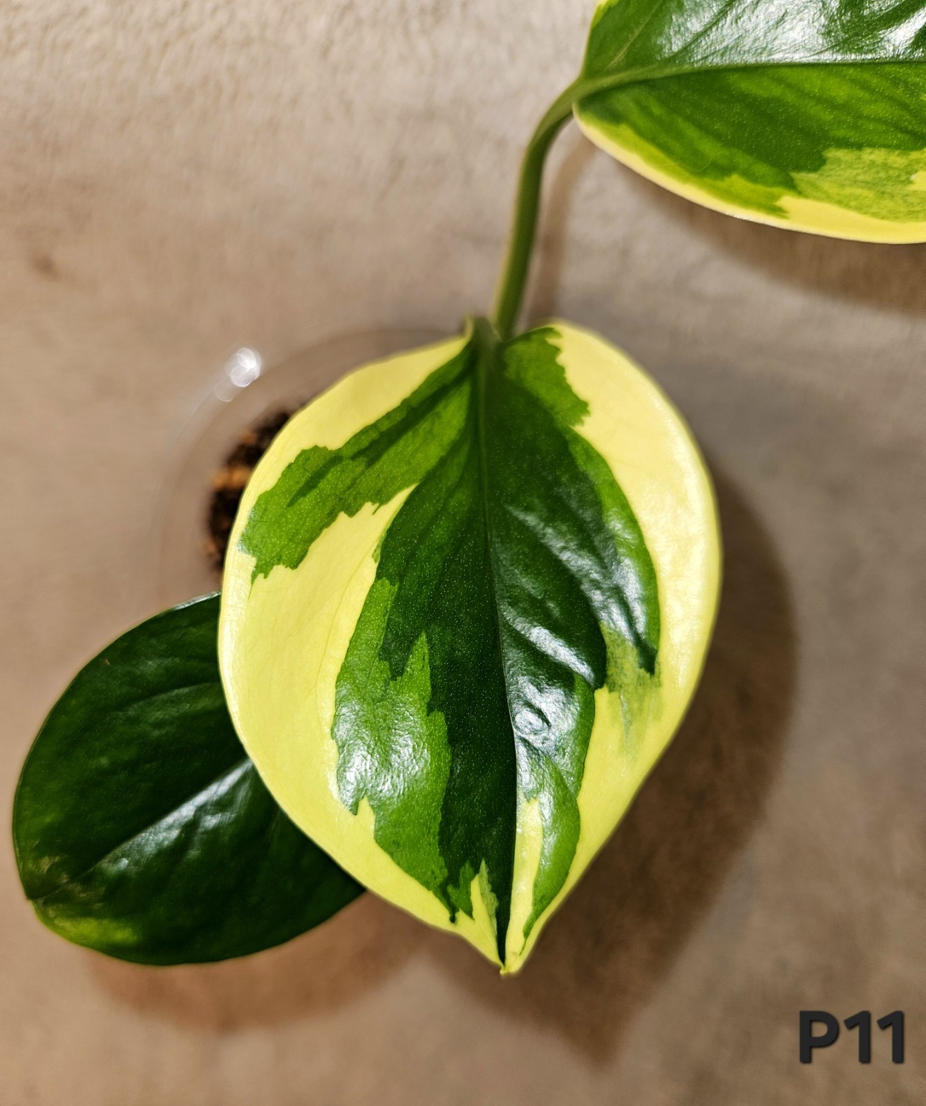 Manjula Poonsin In 3.5 Inch Pot gallery