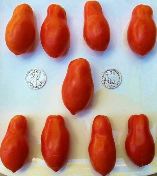 Martino's Roma - Premier Paste - 40 Seeds - Buy any 3 or more varieties, 20% off gallery
