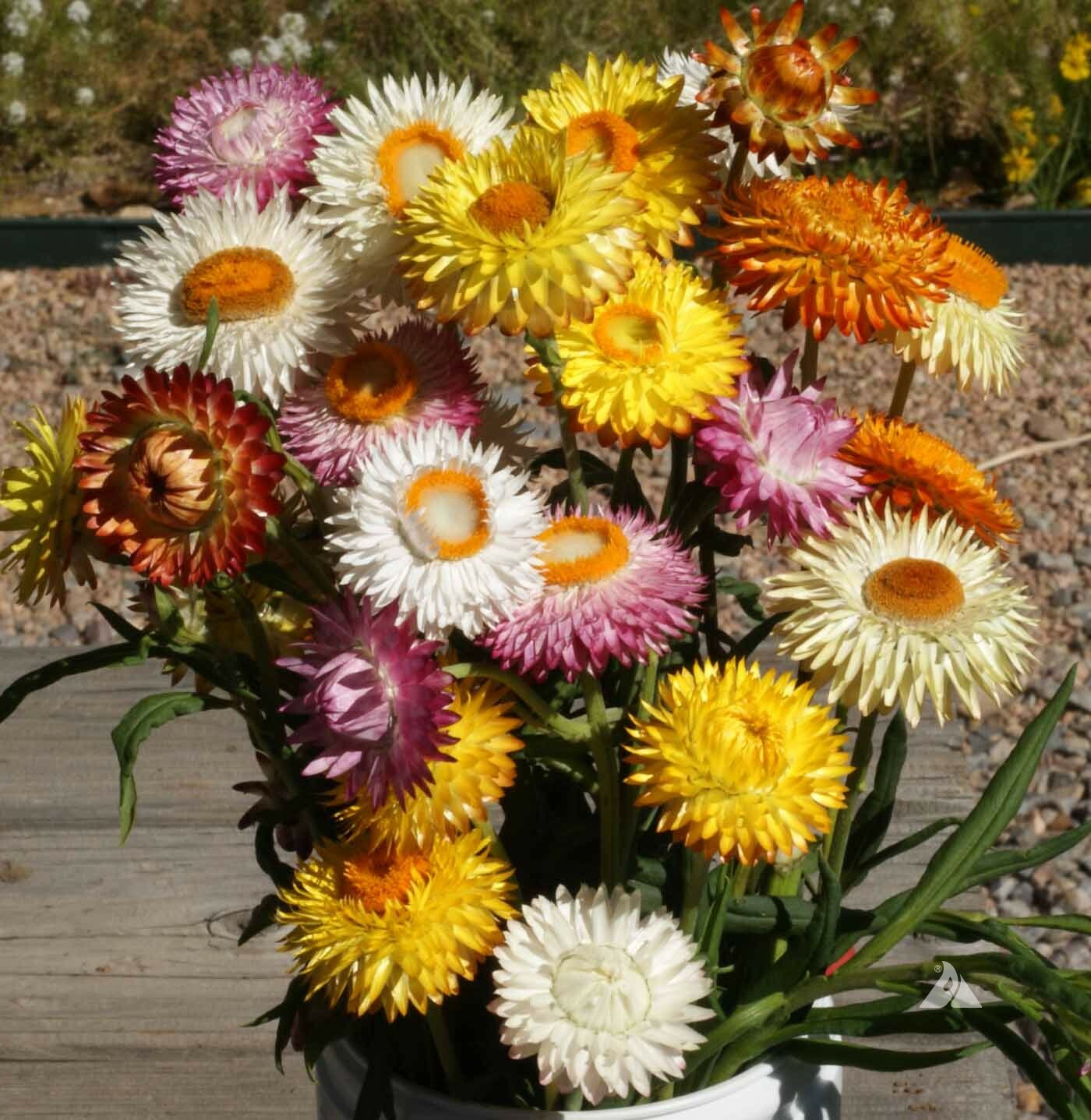 STRAWFLOWER TALL Mixed Dried Flowers Cut Flowers 36" Tall Non-GMO 500 Seeds! gallery