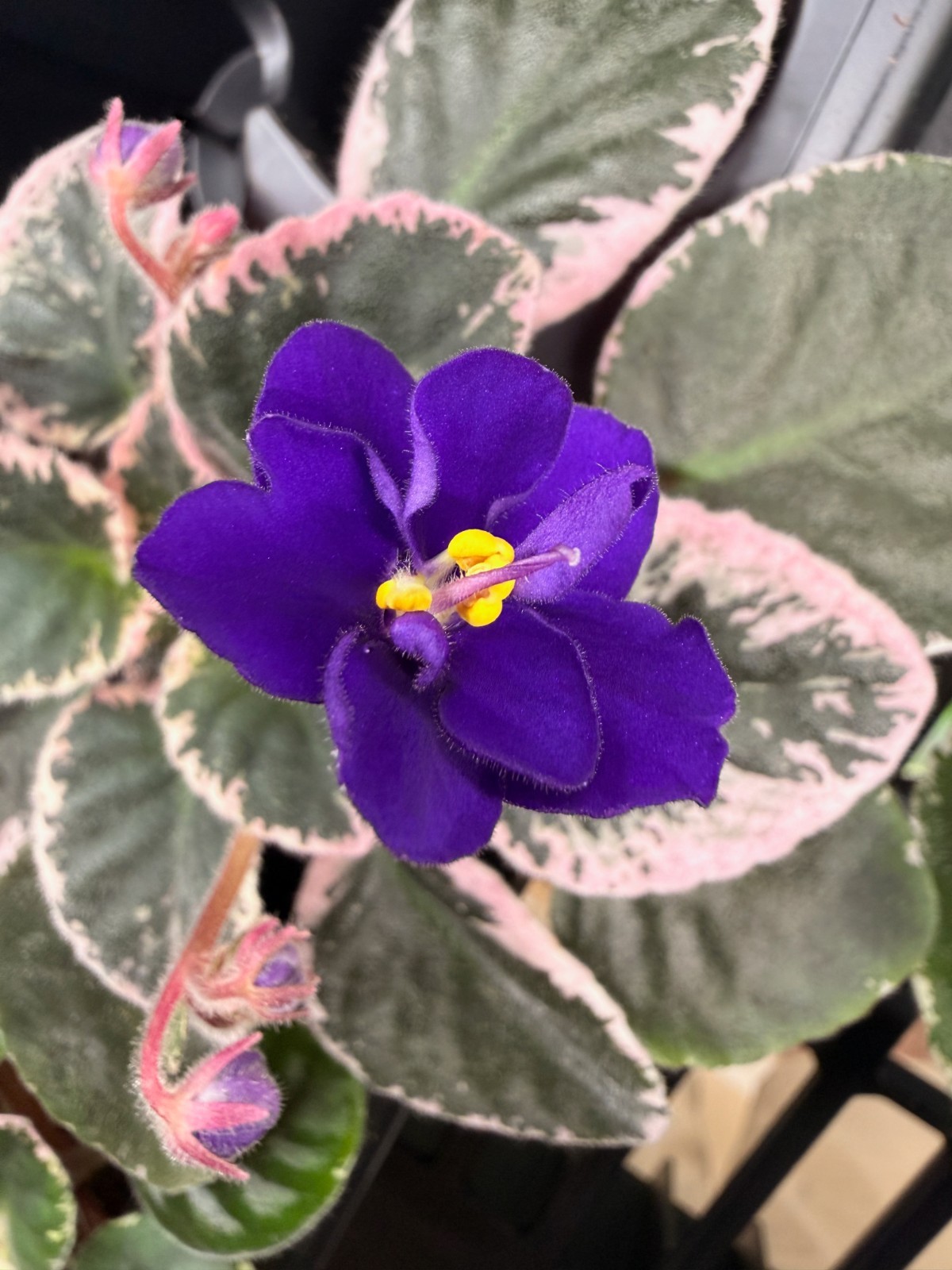 African Violet Plant Cajuns Code Blue Big Starter gallery
