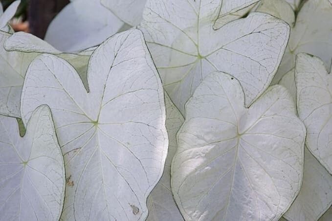 Fancy White Caladium Bulbs for Planting (6 Bulbs) - Easy & Fast Growing gallery