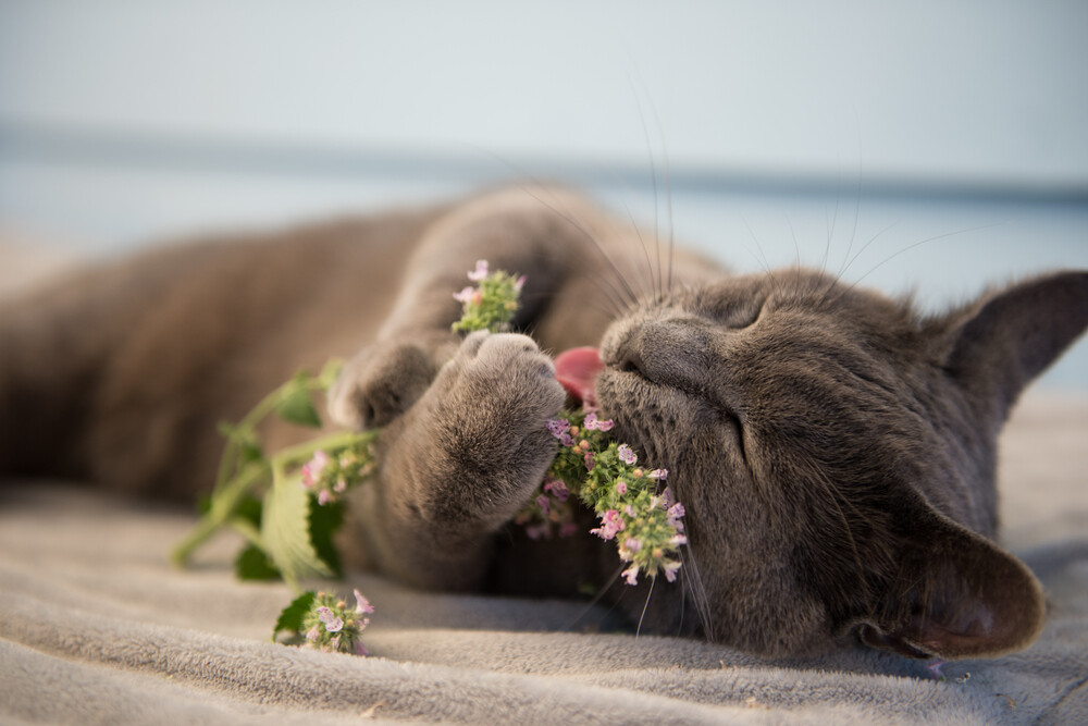 Catnip Seeds Heirloom Nepeta Cataria Packed for 2024 Grown Organically 300 Seeds gallery