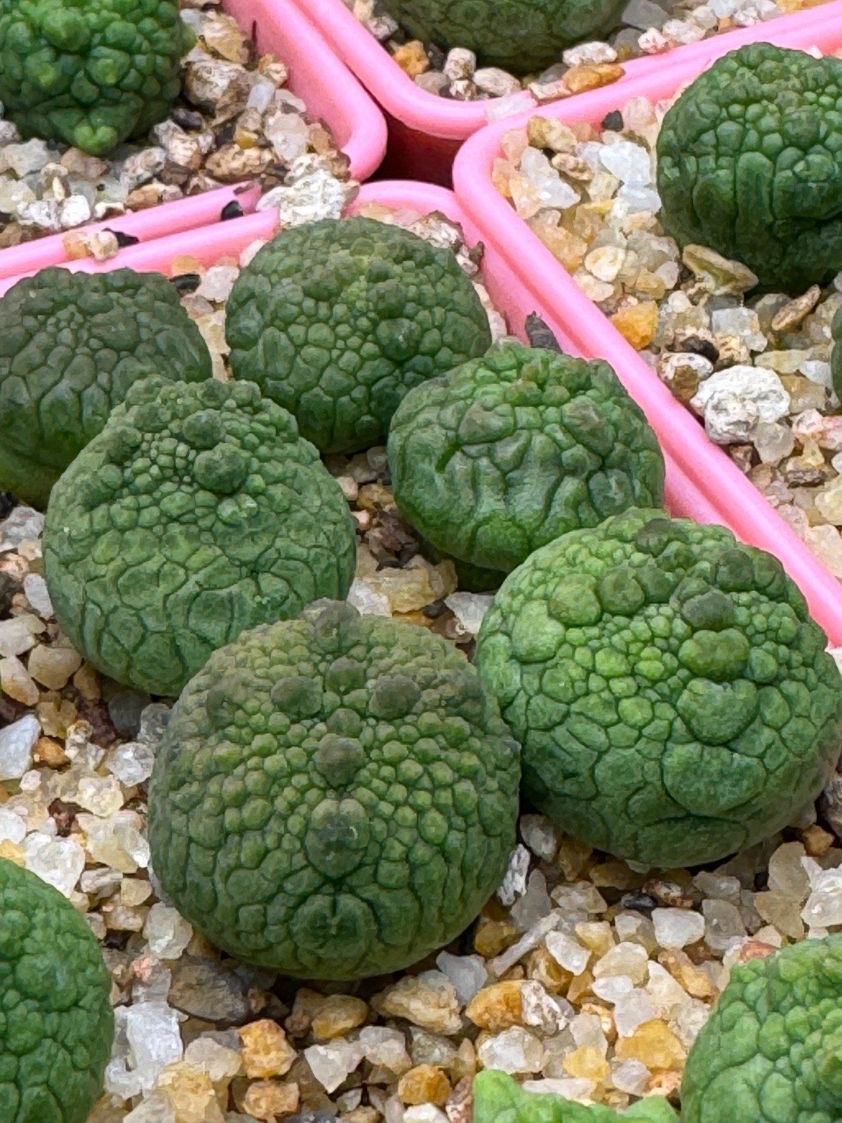 Pseudolithops eylensis Seedling Rare Succulent Live Plant 1” Seed Grown USA gallery