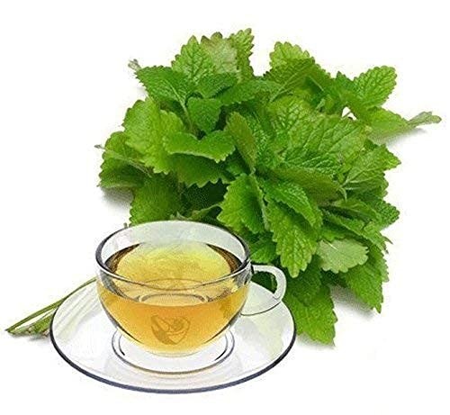 Lemon Balm - Dried Loose Leaf by 2 Ounce (Pack of 1) gallery