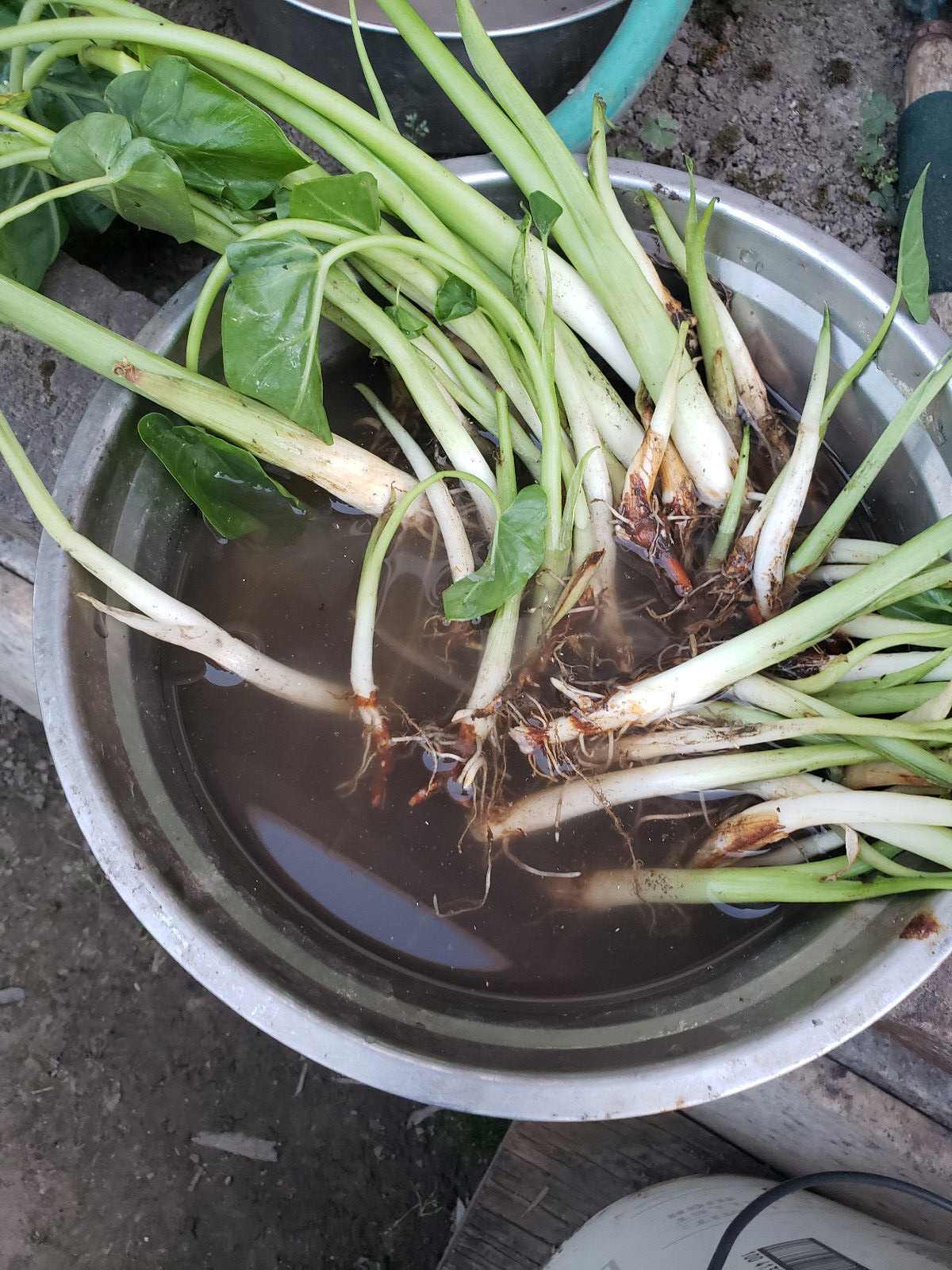 10 pcs EDIBLE Elephant Ear Stalks LIVE PLANT - Taro babyl plants / Bac ha gallery