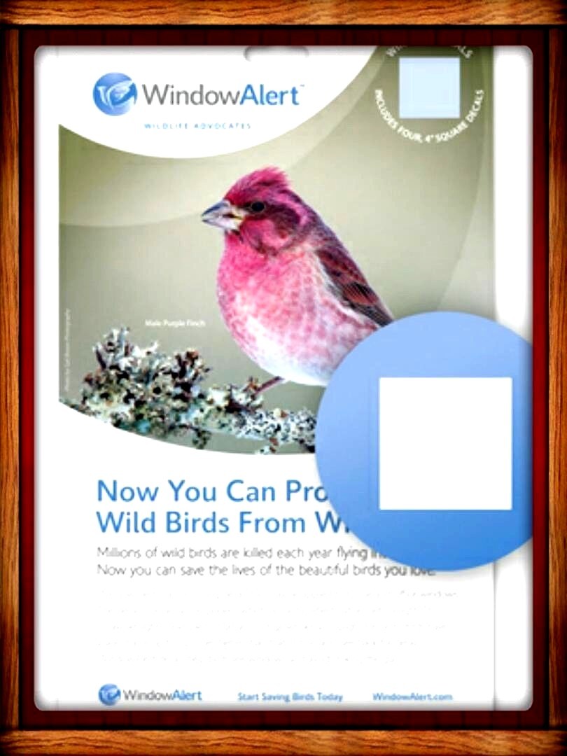 WINDOW ALERT ANTI-COLLISION DECALS CLINGS SQUARE SAVE BIRDS PREVENT STRIKES gallery