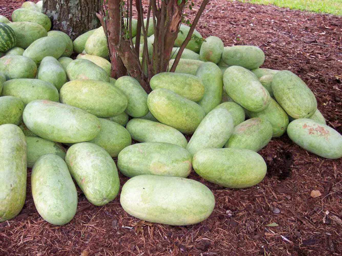 50 CHARLESTON GRAY WATERMELON Citrullus Lanatus Red Fruit Melon Seeds gallery