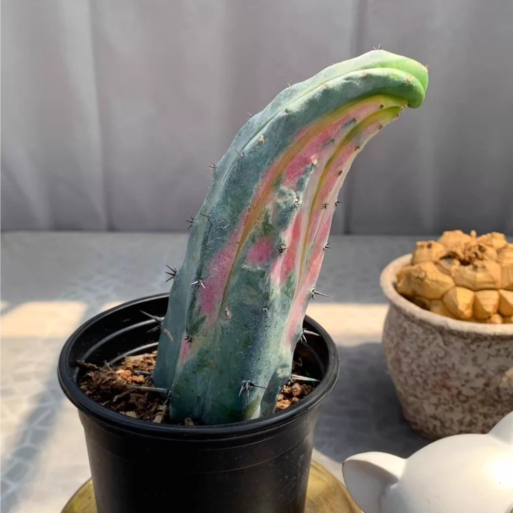 11-13cm Own-Root Cactis Myrtiio.Geometrizans Red Variegata Rare Garden Planting gallery