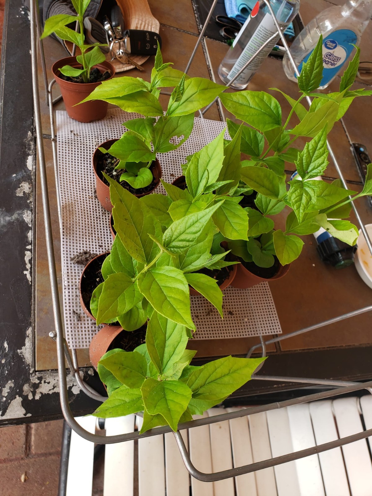 Parijat Harshinger Night Jasmine Live plant Healthy Roots-US seller-Free Shippin gallery