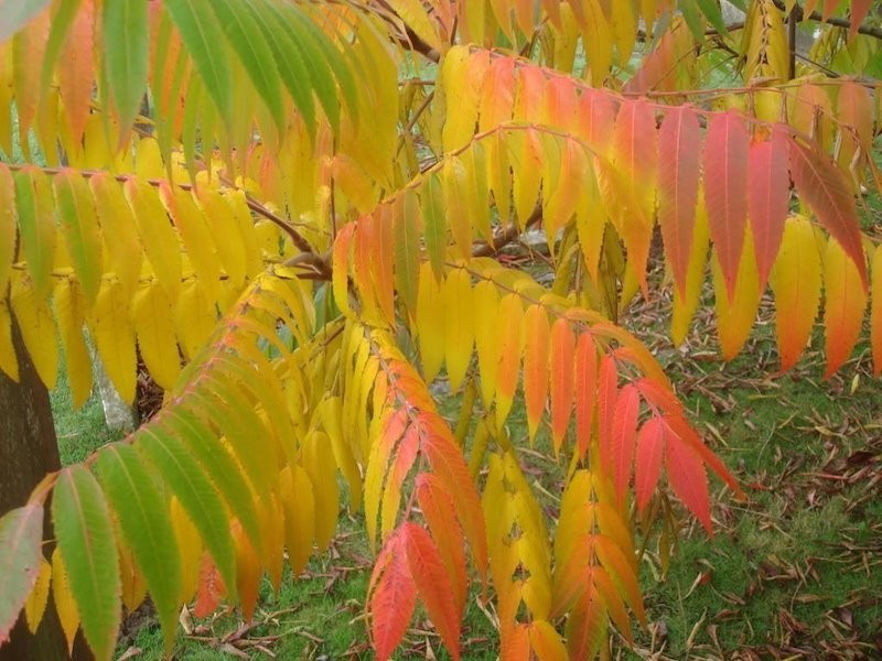 1 Flameleaf Sumac 12-24" Tall Bare Root Rhus copallinum gallery