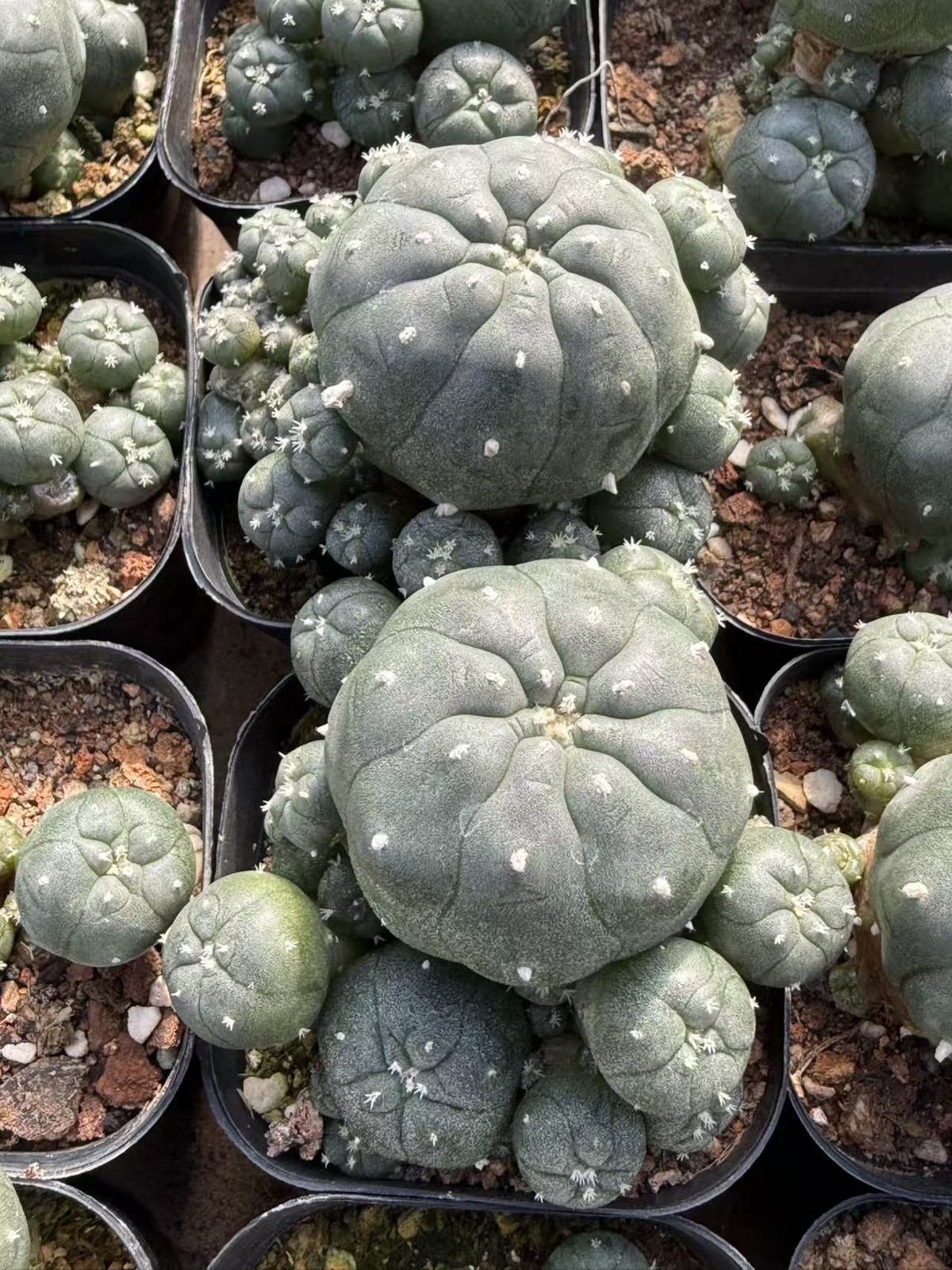Succulent Plant cactus LW Multi Heads home Garden beautiful pot 5-7CM gallery