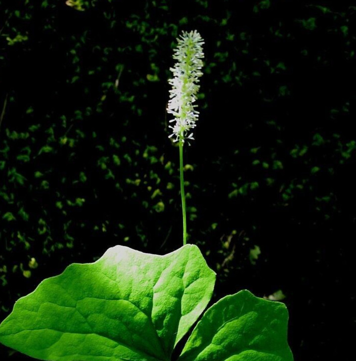 10 ACHLYS TRIPHYLLA Seeds *FREE Shipping!* Vanilla Leaf Herb Wildflower Seeds gallery