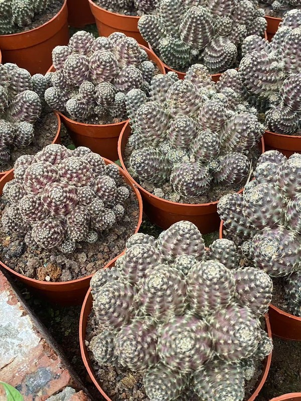 Multi-Head Mediolobic Succulent Cactus Plant Beautiful 7-10CM gallery