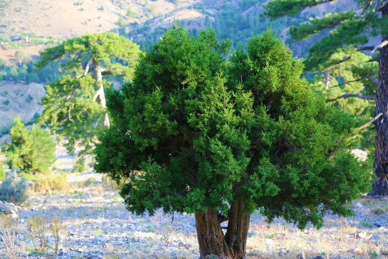 One Seed Juniper Sacred Tree {Juniperus monosperma} Medicinal 5+ seeds Evergreen gallery