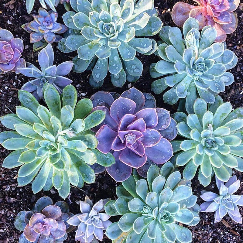 100pcs Mixed Rare Succulent Seeds, Mult-Color Indoor/Outdoor Plant gallery