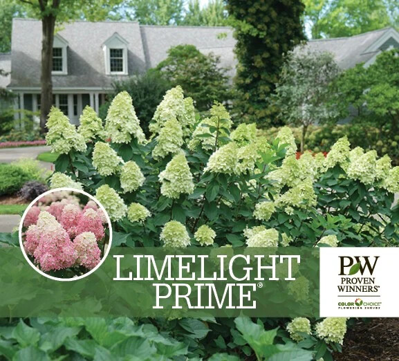 LIMELIGHT PRIME® Panicle Hydrangea shrub PP#32511 gallery