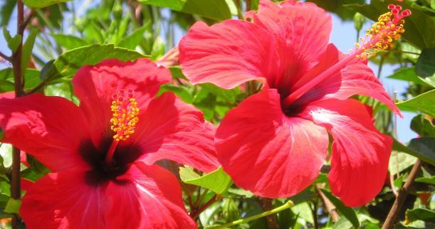 1 LB 100% Premium Dried Rough Cut Hibiscus Flowers Tea,Jaimaica Tea gallery