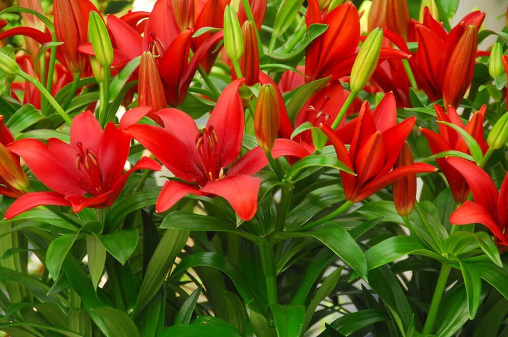 2 - RED ALERT ASIATIC LILY Live Flower Bulbs * ATTRACTS BUTTERFLIES gallery