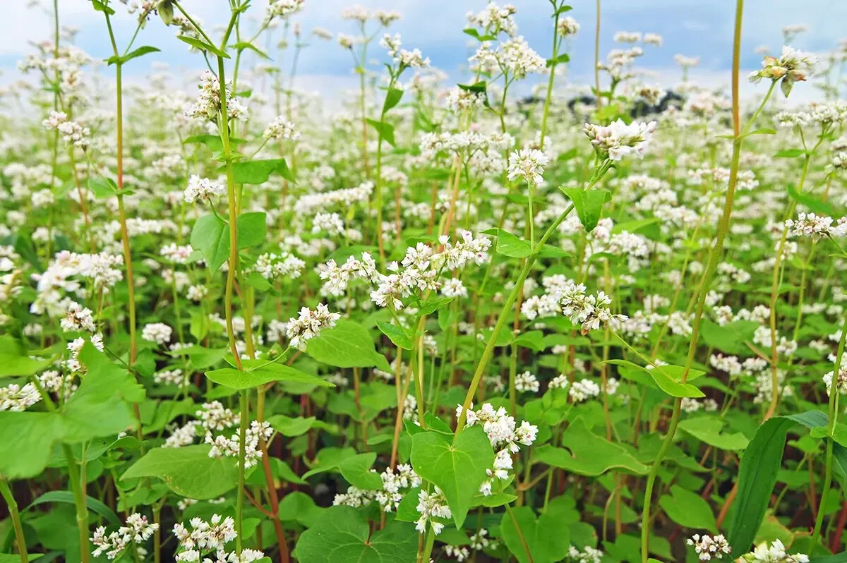 Buckwheat Seeds (100) / ANCIENT GRAIN / FLOWER / ORGANIC / EXTREMELY RARE gallery