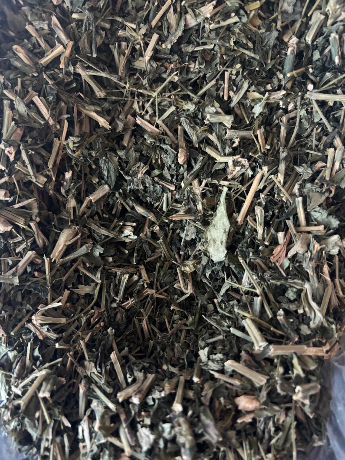 Andrographis Paniculata - 2 oz . King of Bitters High Quality Thailand Herb gallery