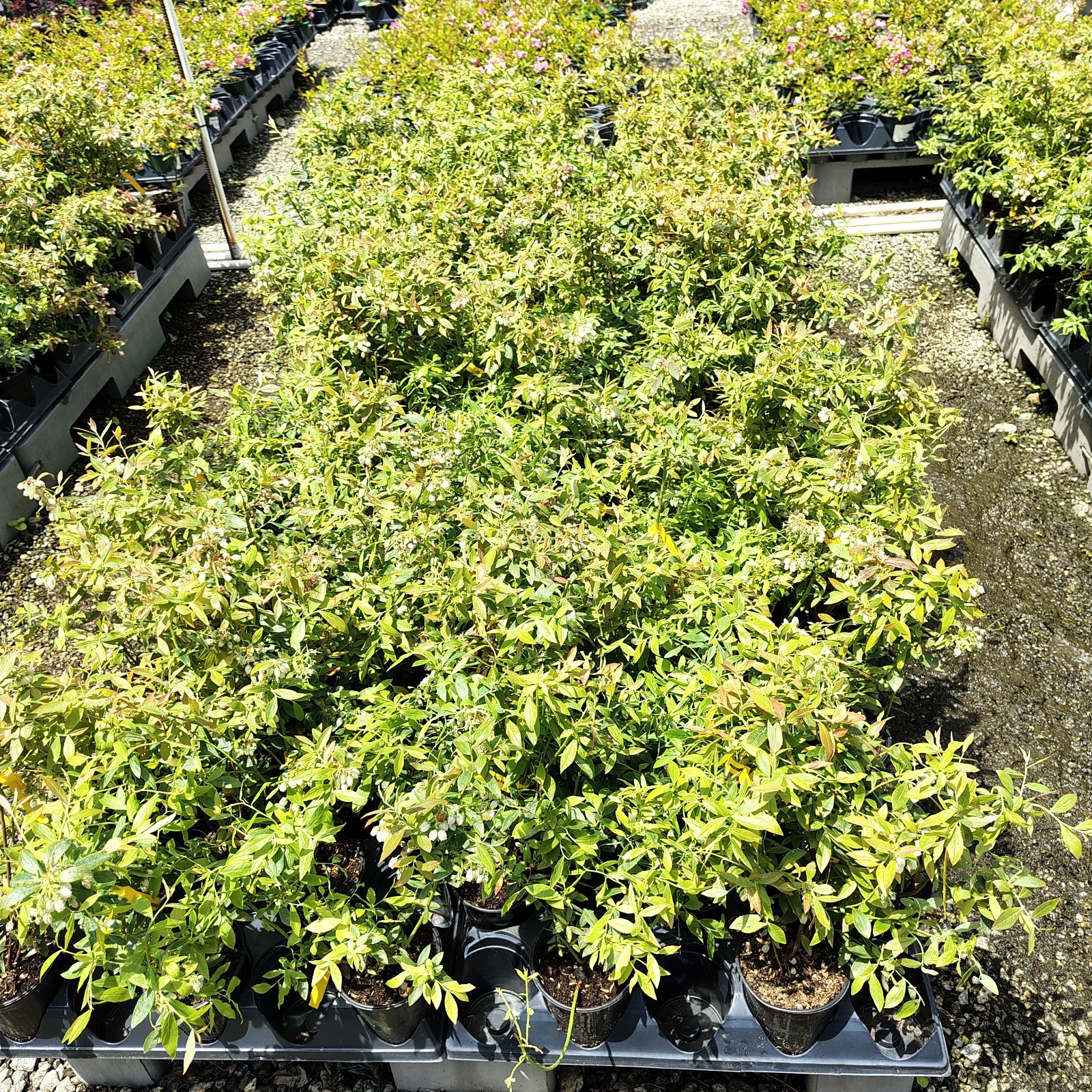 Sunshine Blue "Semi-Dwarf" Blueberry - Live Plant - ( 1 QT ) gallery