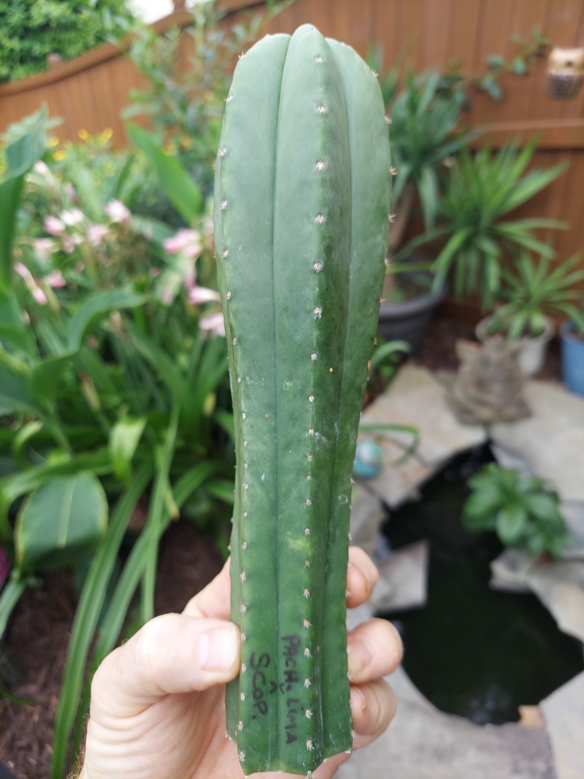 T P LIMA X SCOPULICOLA 9" TIP CUTTING gallery
