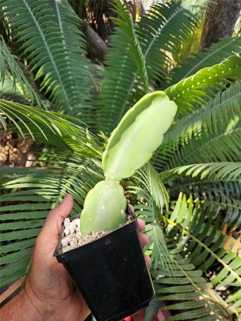 Dendrocereus Nudiflorus Rooted Cutting gallery
