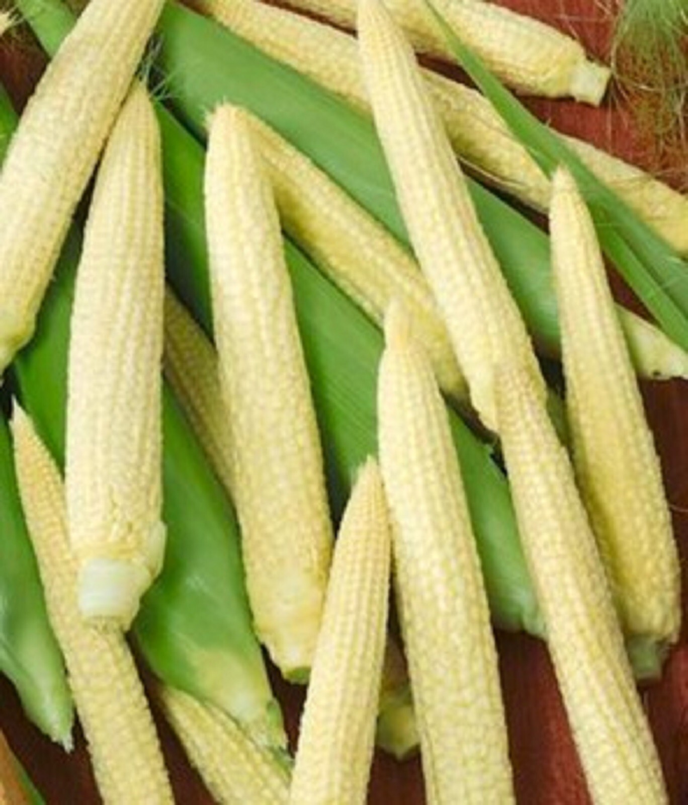 Japanese Hulless Corn Seed 10 SEEDS NON-GMO BUY 4 ITEMS FREE SHIPPING gallery