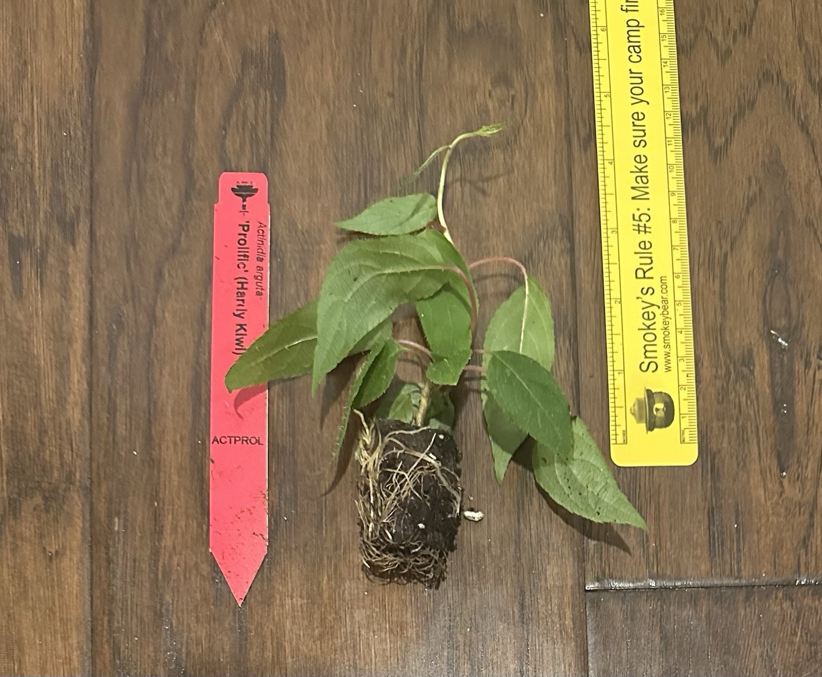 Prolific Hardy Kiwi (Actinidia arguta) -1 TC Plant/Plug -3-6 in -Edible Fruit!!! gallery