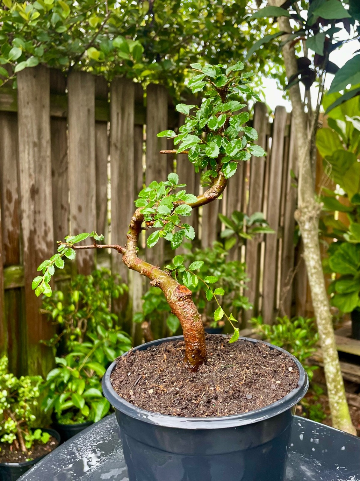CHINESE ELM Pre-Bonsai /Bonsai S Tree Cold Hardy / Tiny leaves 5 years old gallery