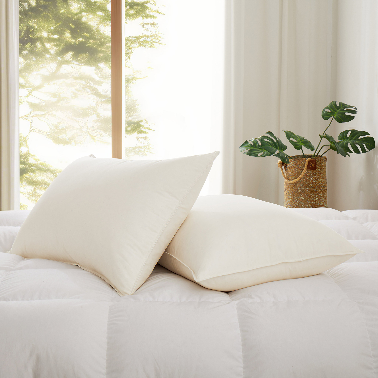 2 Pack Bed Pillows Organic Cotton Shell, 75% Goose Down Feather, King or Queen gallery
