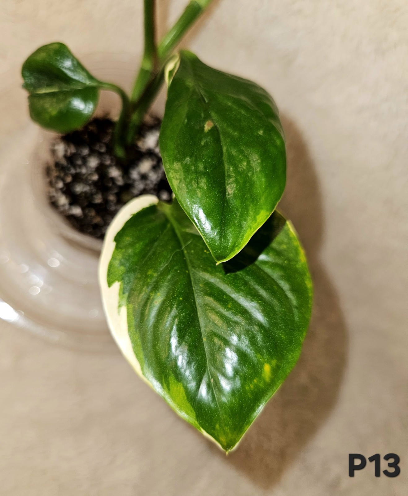 Manjula Poonsin In 3.5 Inch Pot gallery