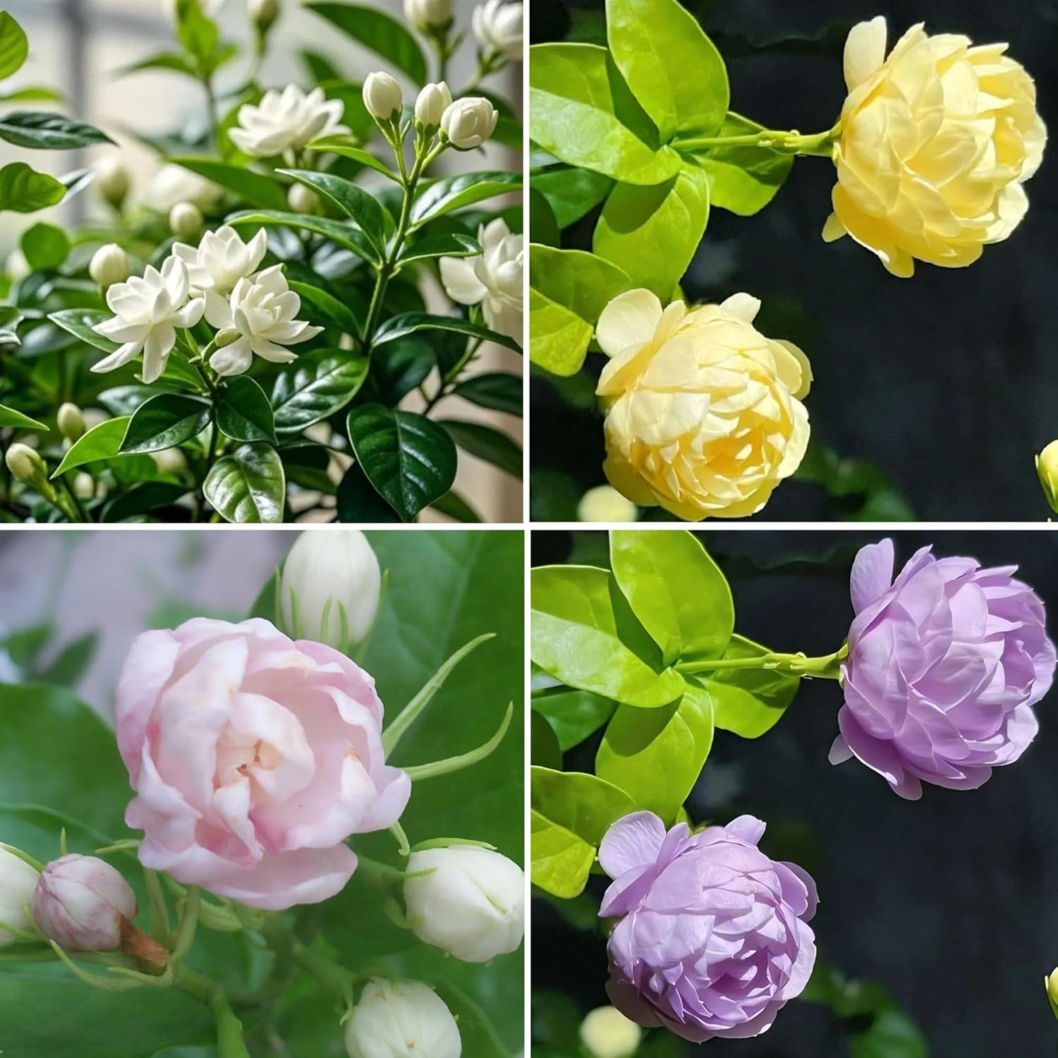 Mix Climbing Double Jasmine Seeds for Planting, 250+Pcs Perennial Fragrant Climb gallery