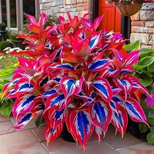 Hosta Seeds - 100 Rare White& Red Hosta with Blue Variations - Perennial Plants gallery