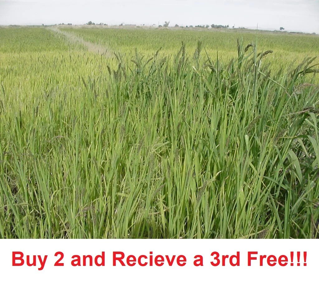 Japanese Millet Seeds - Fast Growing, Drought Tolerant, Wildlife - Pound gallery