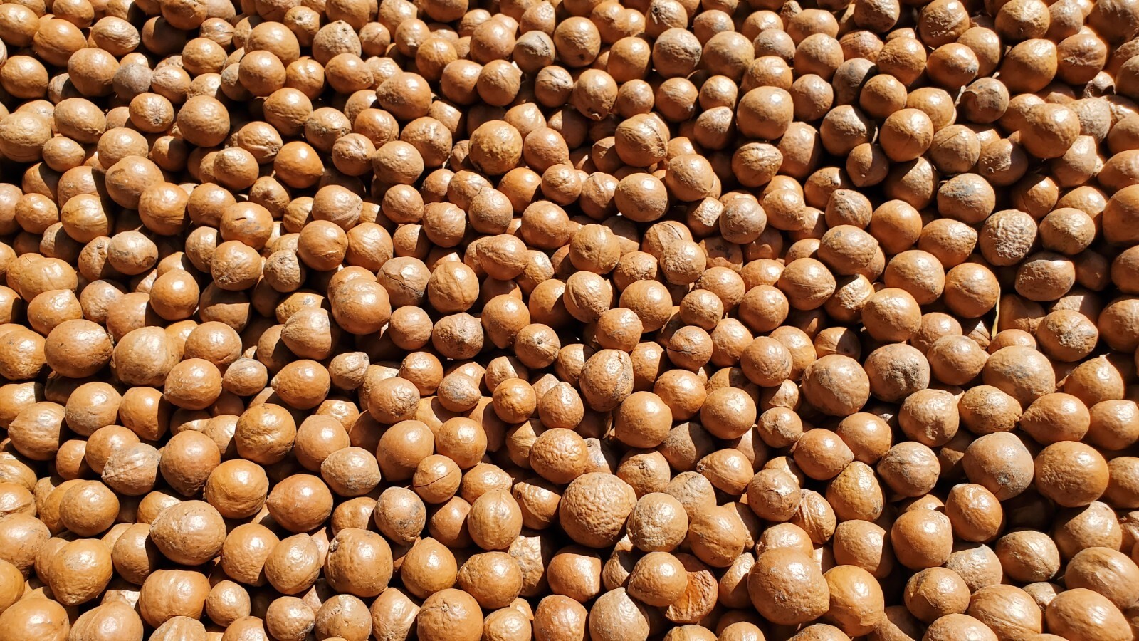 Fresh Macadamia Nuts in shell from California (5 LBS) gallery