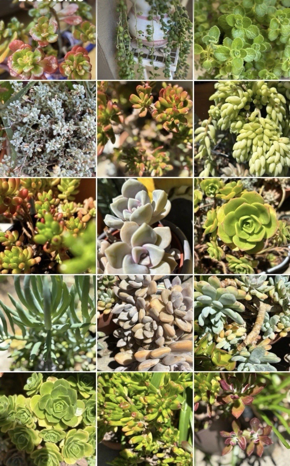 15 Assorted Potted Succulent Houseplants, Draught Resistant, Multi-Color gallery