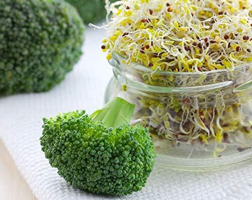 Broccoli Seeds for Sprouting — Kosher, Raw, Vegan — by Food to Live gallery