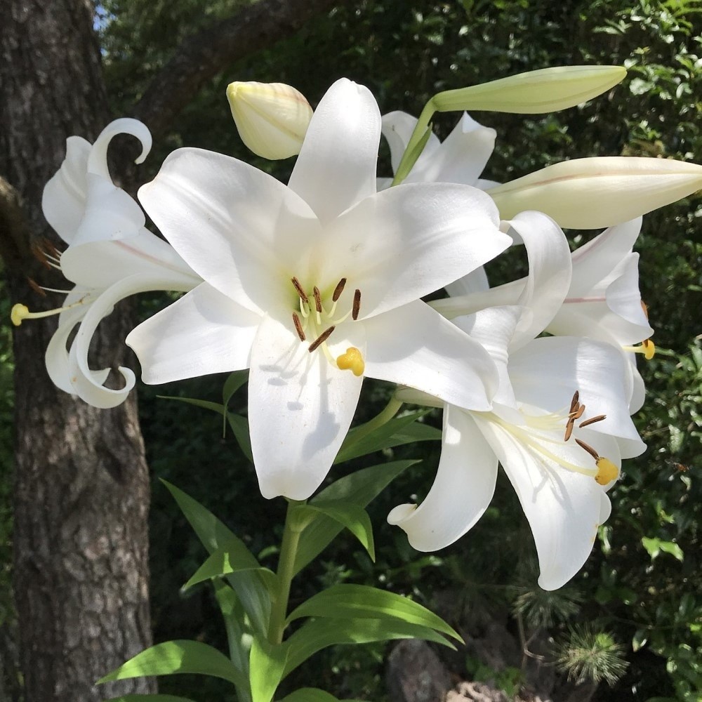 Giant Tree Lily "Pretty Lady" Flowers - 3, 6 or 12 Bulbs - Attracts Butterflies, gallery