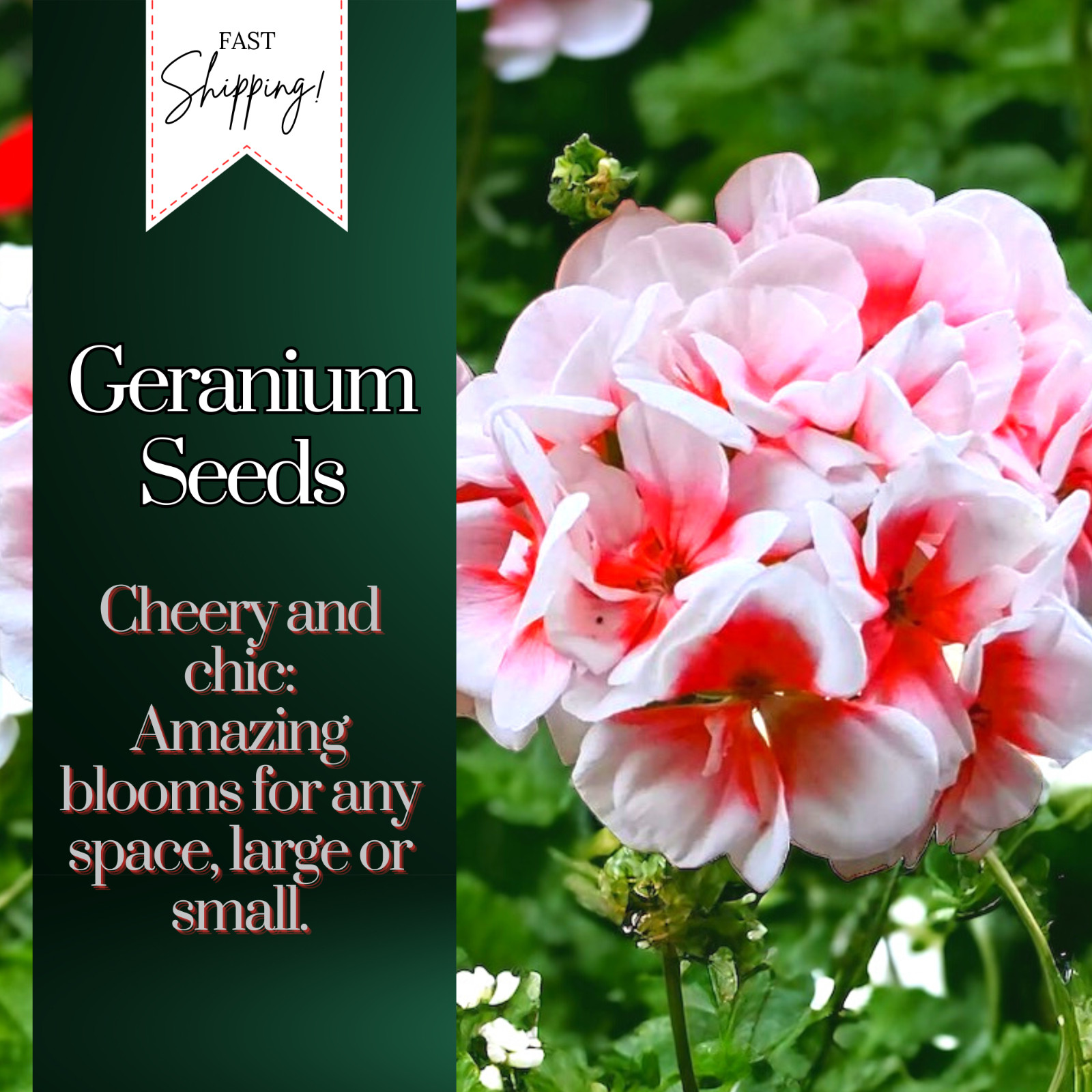 Packet Geranium Seeds - Fragrant - 100 Seeds gallery