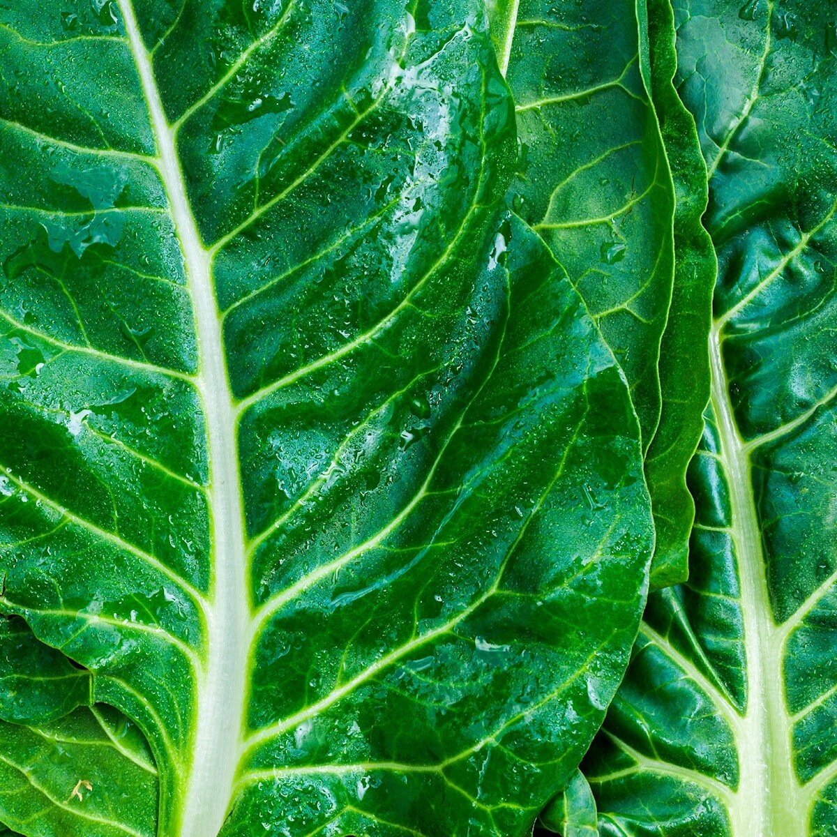 1/4 Lb Lucullus Swiss Chard Seeds - Everwilde Farms Mylar Seed Packet gallery
