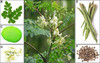 Organic Fresh Moringa OLEIFERA Leaves (3 OZ) from florida, USA gallery