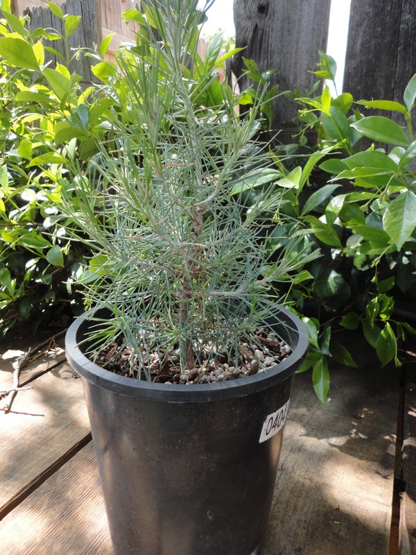 Digger Pine/Gray Pine/ Ghost Pine - Pre-Bonsai 4 year old Trees *Growers Choice* gallery