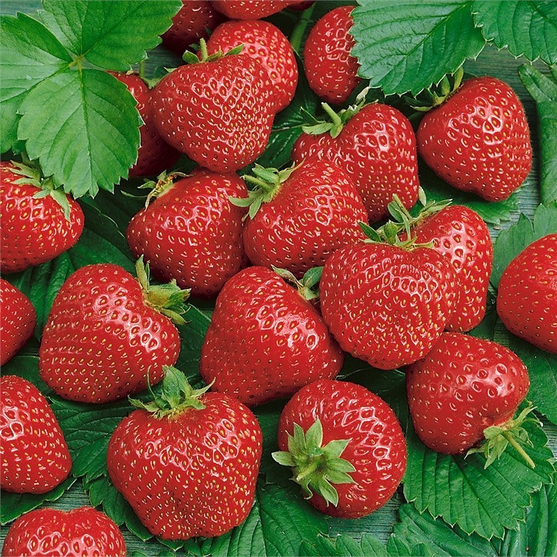 Best Selling Strawberry Collection (Pack of 18 Plants) Earliglow, Honeoye, Jewel gallery