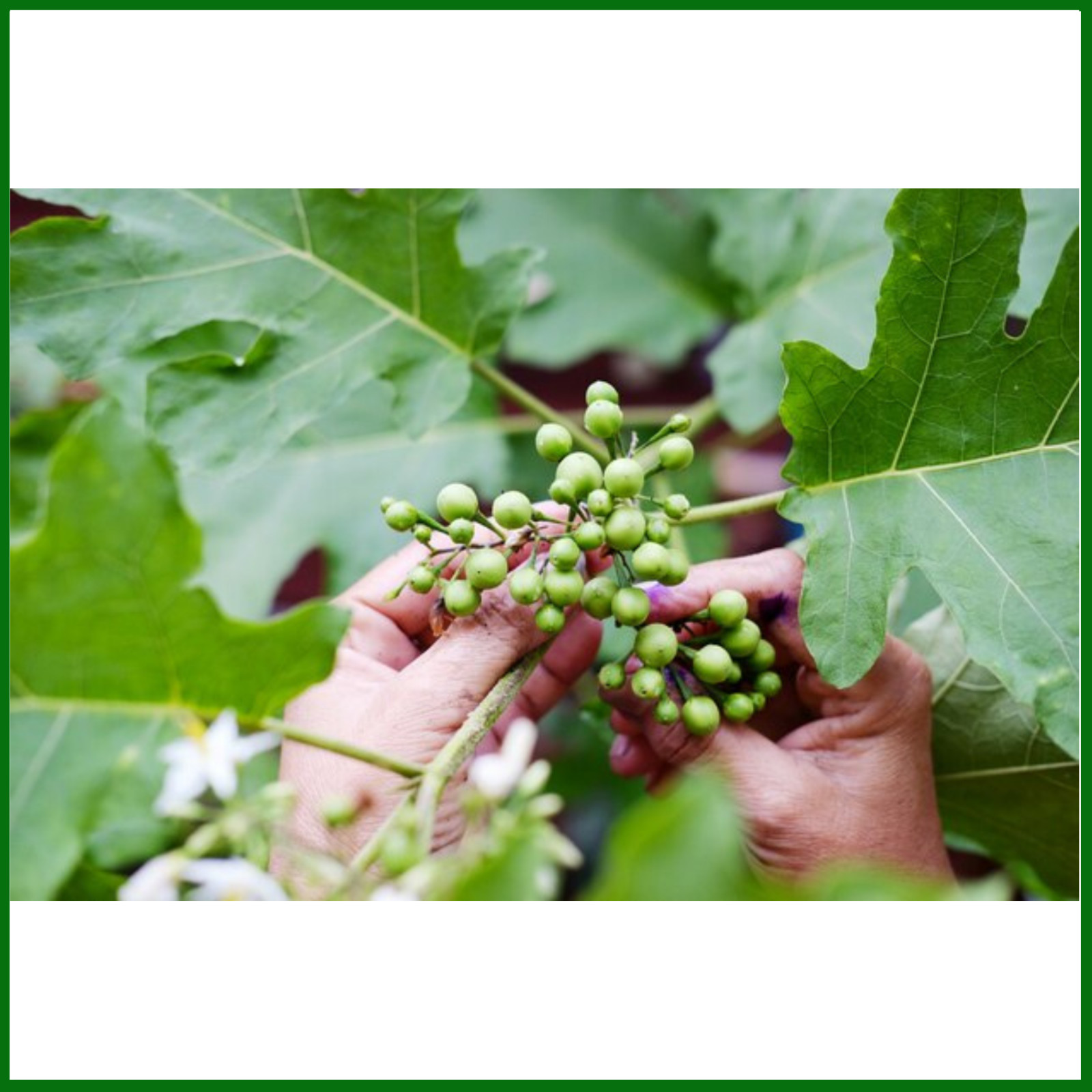 Dried Turkey Berry Leaves Powder Organic Solanum Torvum Natural Pure Leaf Powder gallery
