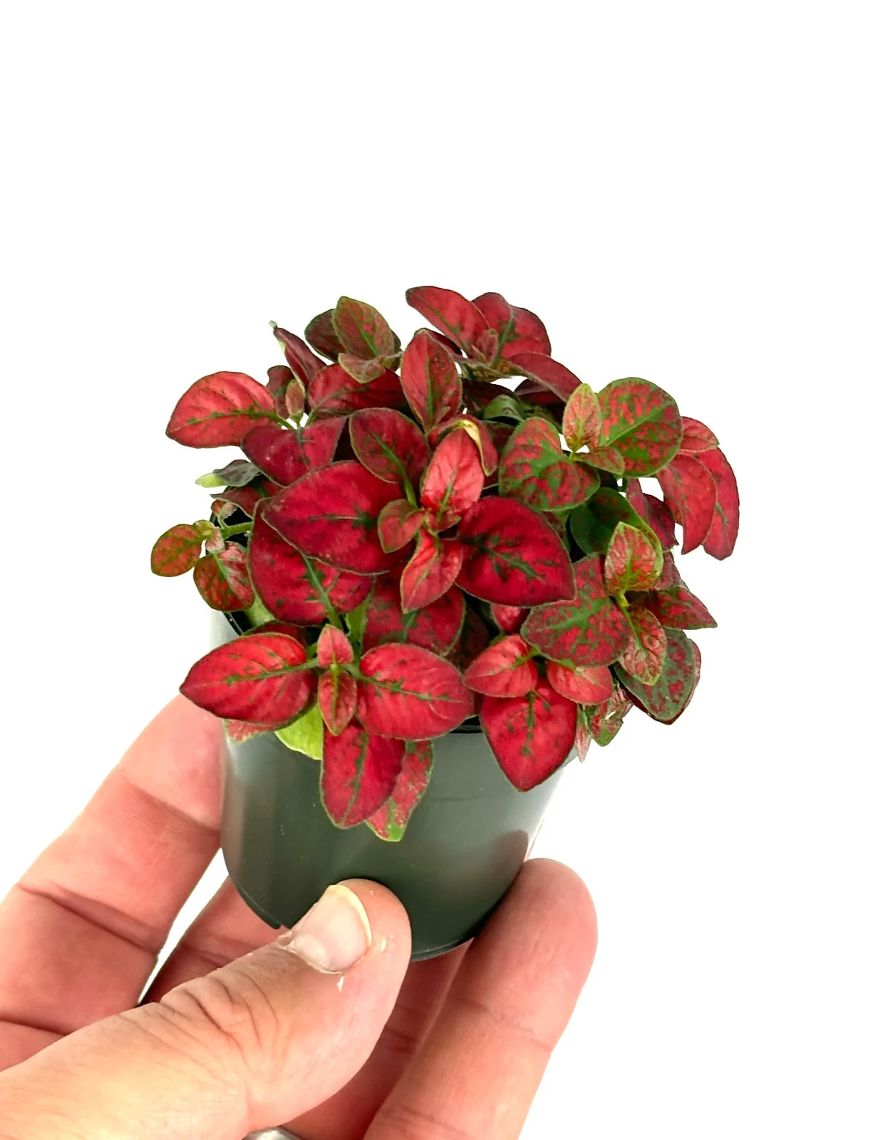 Hypoestes Red Splash Live Potted House Plants Air Purifying, 2.5" Pot gallery