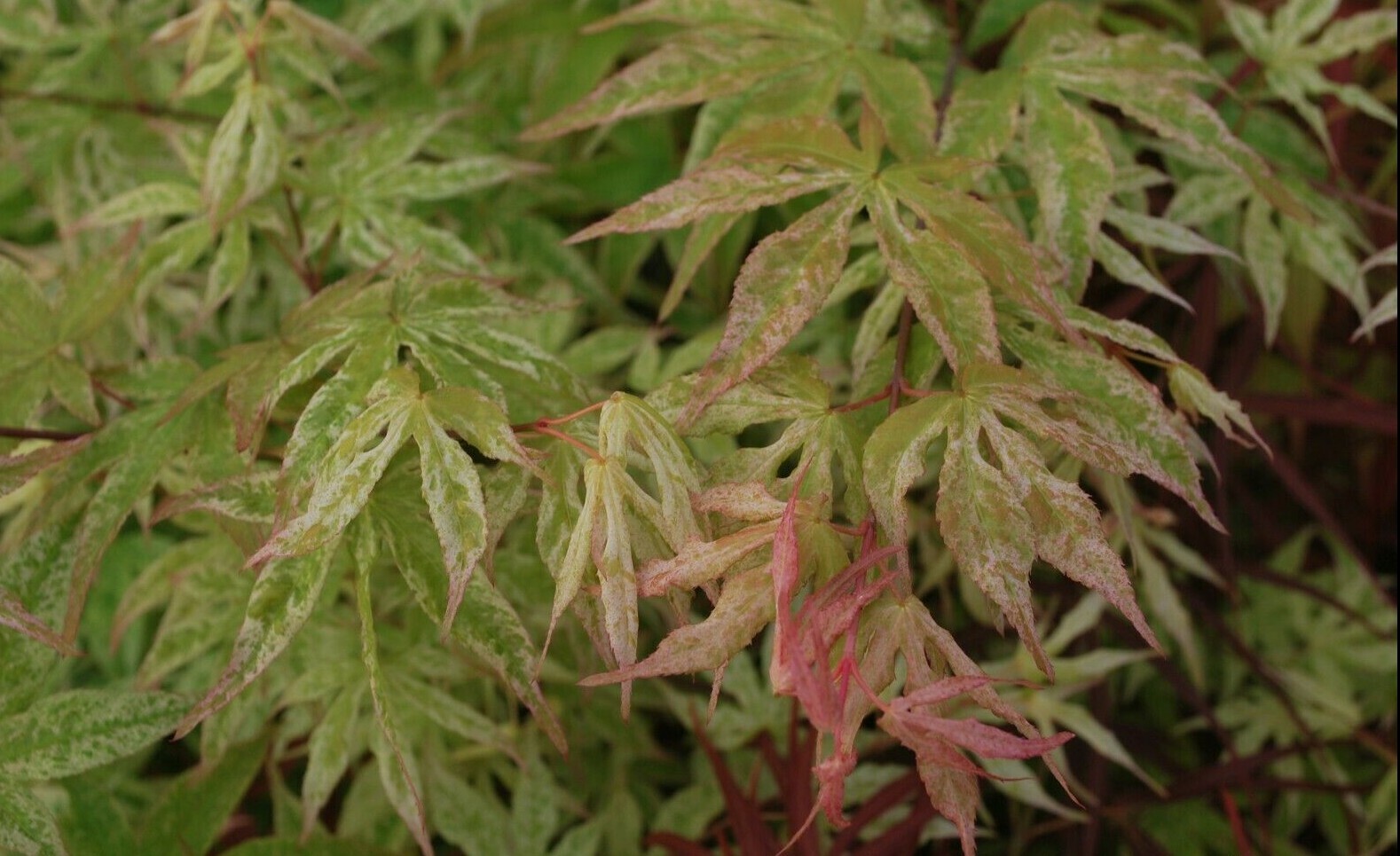 Japanese Maple UKIGUMO TREE Floating Cloud Maple gallery