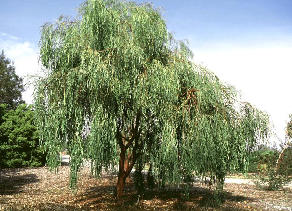 Shoestring Acacia Willow Tree Cuttings (10 Fresh Cuttings, 8 Inches) gallery