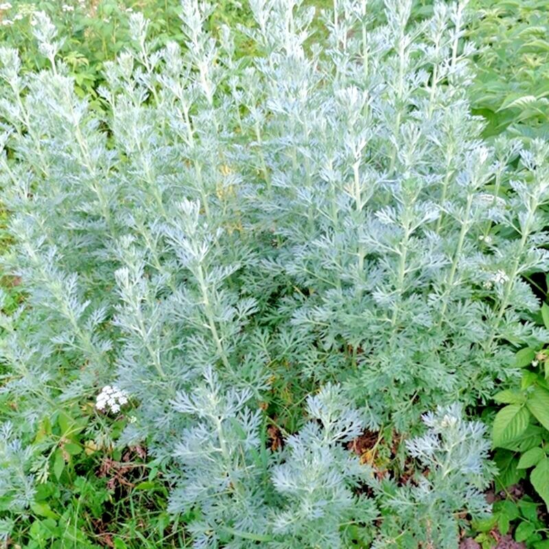2000+ WORMWOOD ABSINTHE SEEDS SPRING PERENNIAL MOSQUITO PESTS DEER REPELLENT USA gallery